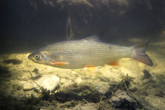 Common nase (Chondrostoma nasus), also known as the sneep. Wildlife animal in the clean river habitat.