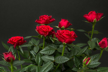 Bouquet of red roses on a black background.