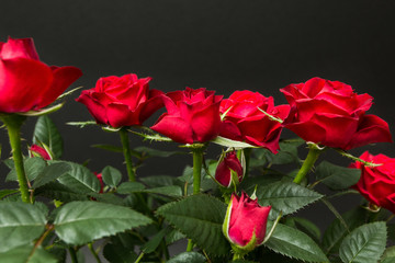 Fototapeta na wymiar Red roses on a black background.