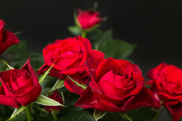 Fototapeta premium Red roses on a black background.