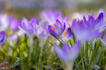 Violet blooming crocus. The first spring flowers. The awakening of nature after winter.
