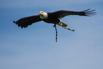 Weißkopfseeadler im Flug - Haliaeetus leucocephalus