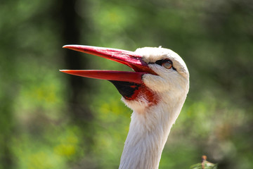 Weißstorch - Ciconia ciconia