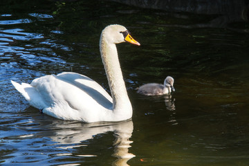 Fototapeta premium Schwan - Cygnus olor