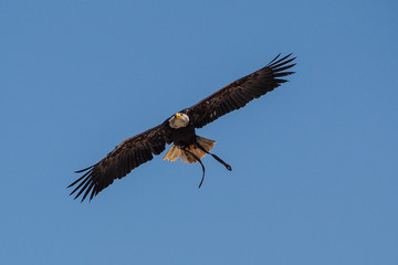 Weißkopfseeadler im Flug - Haliaeetus leucocephalus