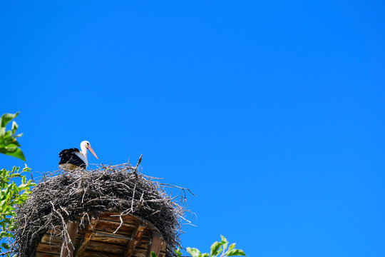 Stork