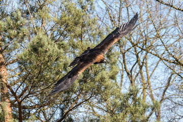 Steinadler im Flug - Aquila chrysaetos
