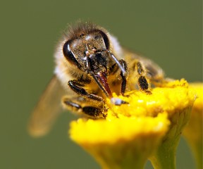 bee or honeybee in Latin Apis Mellifera