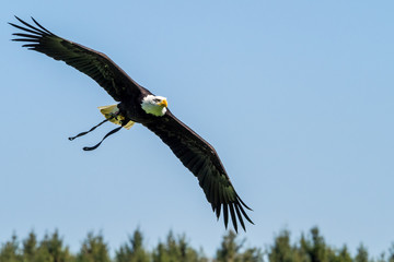 Weißkopfseeadler im Flug - Haliaeetus leucocephalus