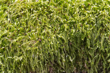green moss detail