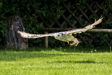 Uhu - Bubo bubo
