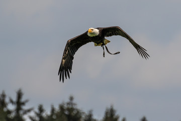 Weißkopfseeadler im Flug - Haliaeetus leucocephalus