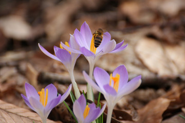 Krokus und Biene