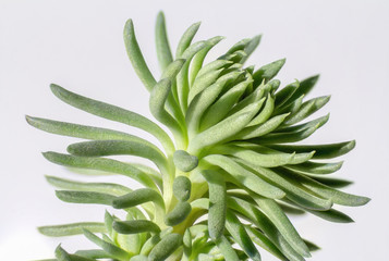 macro shot of a succulent plant detail