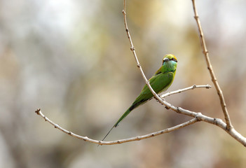 Bee-eater