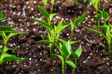 Fresh green sprouts.