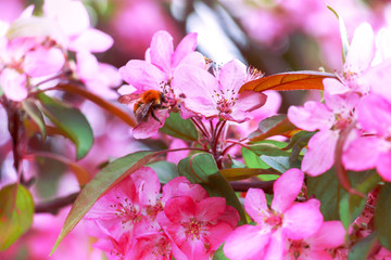 Floral pattern. Apple blossom close-up.