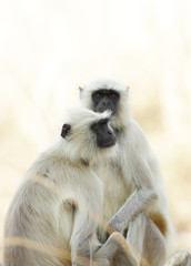 Gray Langurs 