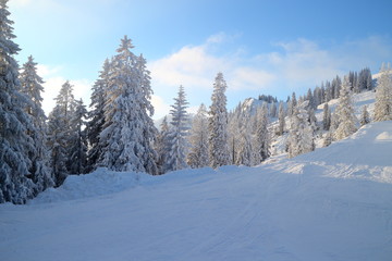 verschneite Winterbäume