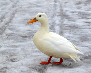 Albino mallard duck