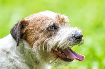 Dog face with tongue out, garden background