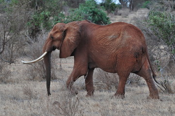 Impossante Elefantenkuh