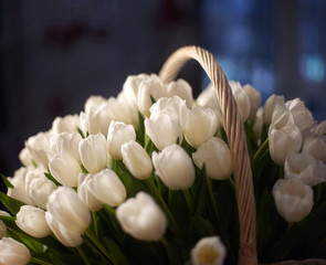 White tulips, bouquet in basket close-up. Easter card