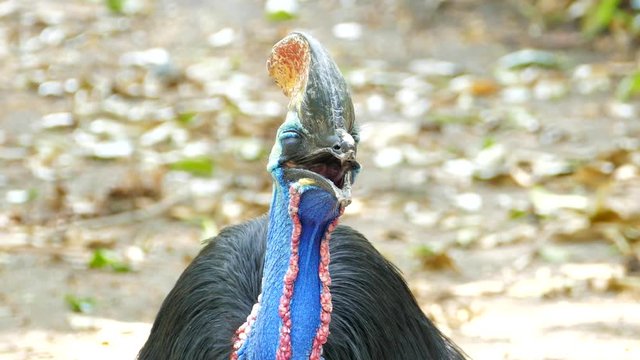 Cassowary is the largest bird, have native to Papua New Guinea and Indonesia, nearby islands, and northeastern Australia.