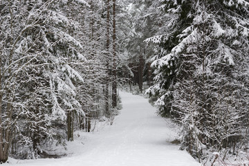 Forest walkway