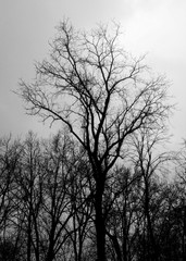 Dead Winter Trees