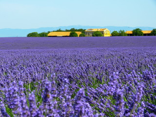 Plakat Lavendelfeld
