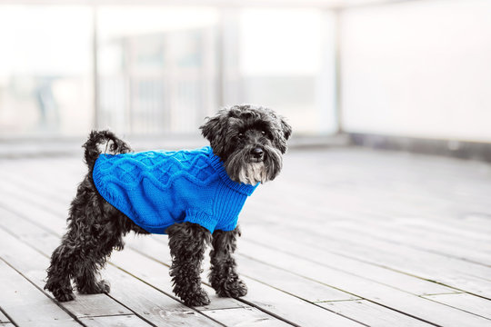 close up portrait of pretty sweet small little dog Miniature Schnauzer in pullover  outdoor dress, jacket on the spring wooden urban background