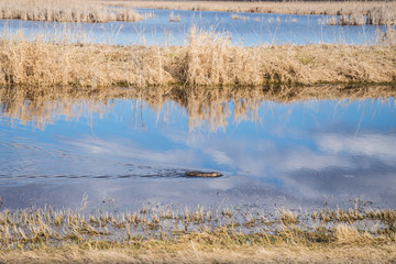 Muskrat swimming