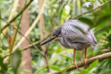 Bird on a branch