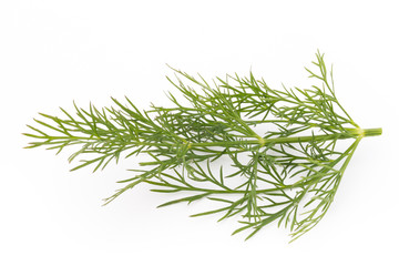 Fresh dill on the white background.