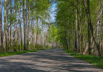 Road with birch trees in the young green leaves in spring sunny day