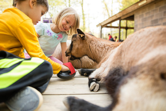Children grooming goat at petting zoo