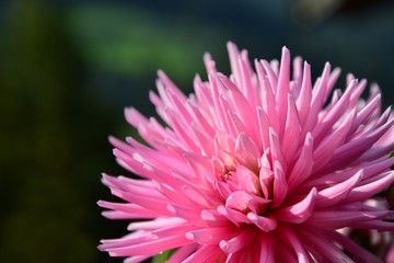 Kaktusdahlie, Herbstblume, Korbblütler