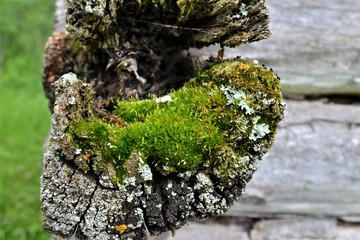 Mossy Log