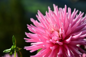 Kaktusdahlie, Herbstblume, Korbblütler