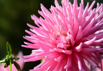 Kaktusdahlie, Herbstblume, Korbblütler
