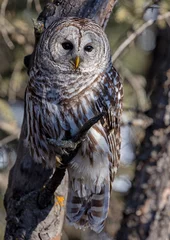 Papier Peint photo Lavable Hibou Barred Owl