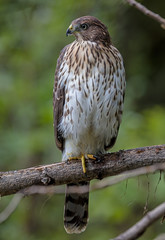 Cooper's Hawk - juvenile