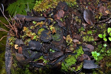 Moss