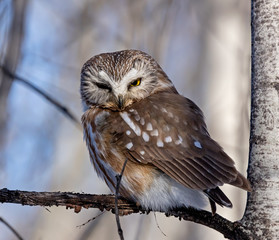 Northern Saw-whet Owl