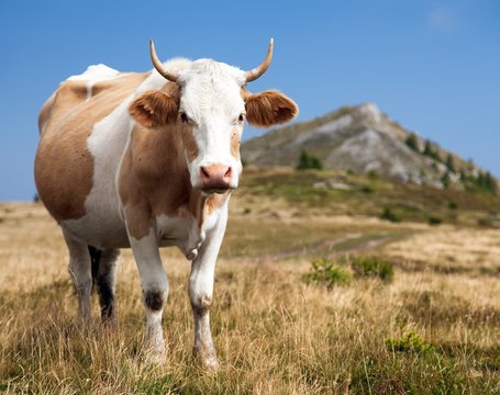 cow, bos primigenius taurus