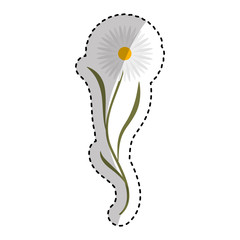 cute flower carden isolated icon vector illustration design