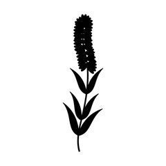 cute flower carden isolated icon vector illustration design