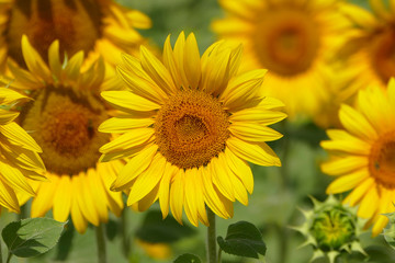 Gelbe Sonnenblumen
