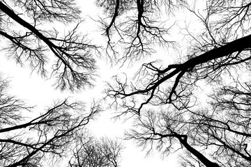 black and white trees silhouettes